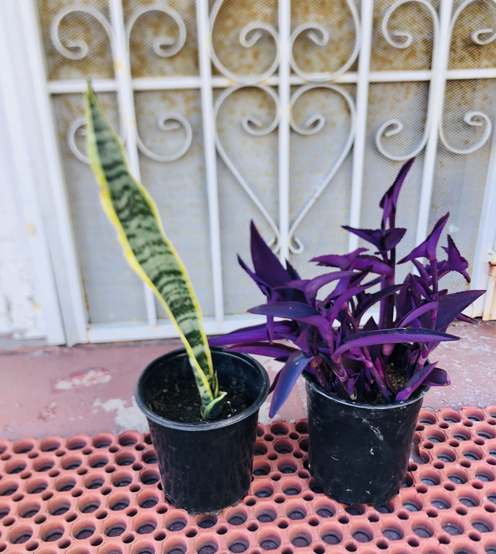 20” Snake Large Plant & Tiny Flower Purple Large Plant - $4 Each, 2 Plants For $7