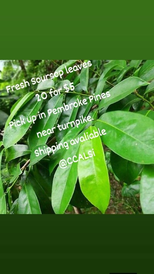 Soursop Leaves