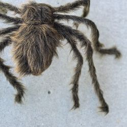 Huge Spider