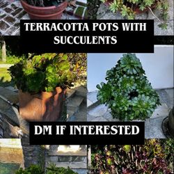 terracotta pots with succulents