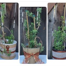 Fall Succulent Arrangements $10