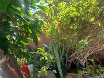 Jungle Version Aloe Vera Plants