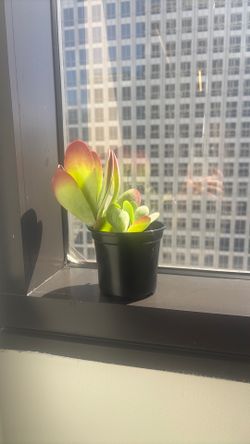 Flap jack succulent