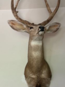 Blacktail buck