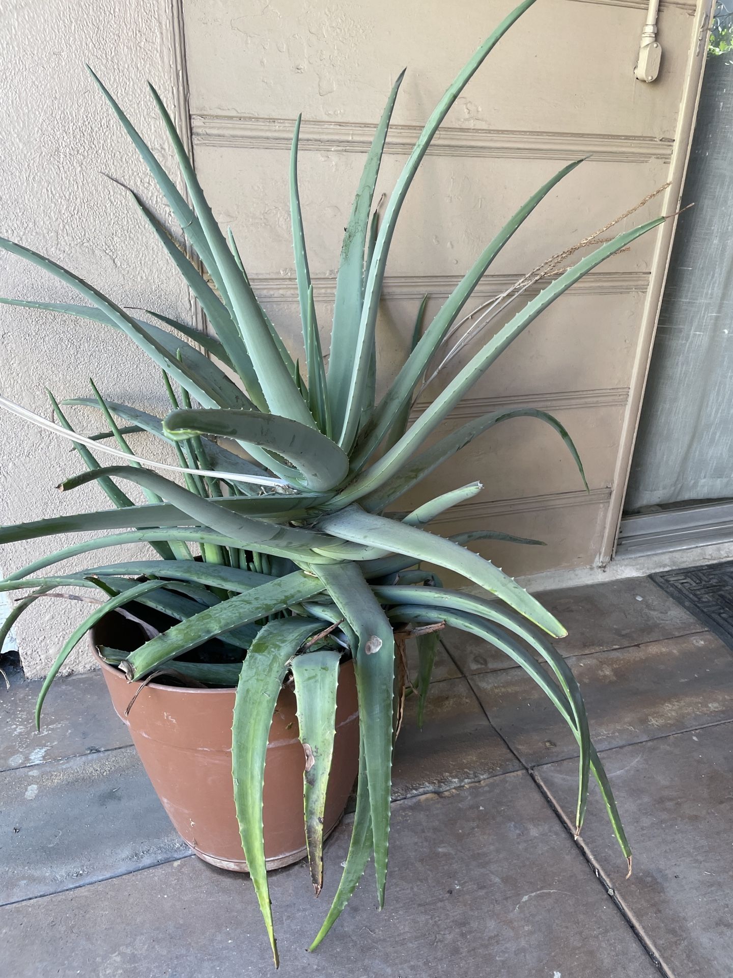 Large Gorgeous Aloe Plant … 5’ Tall!