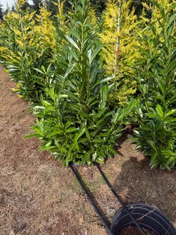 English Laurel’s