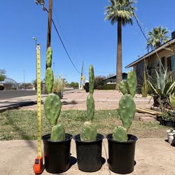 Opuntia Prickly Pear Cactus Plant