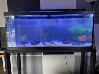 Aquarium Fish 🐠 Tank 