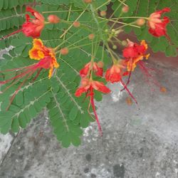 Flamboyant tree red color 