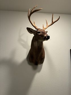 Deer