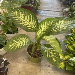 6” Dieffenbachia Tropic Snow