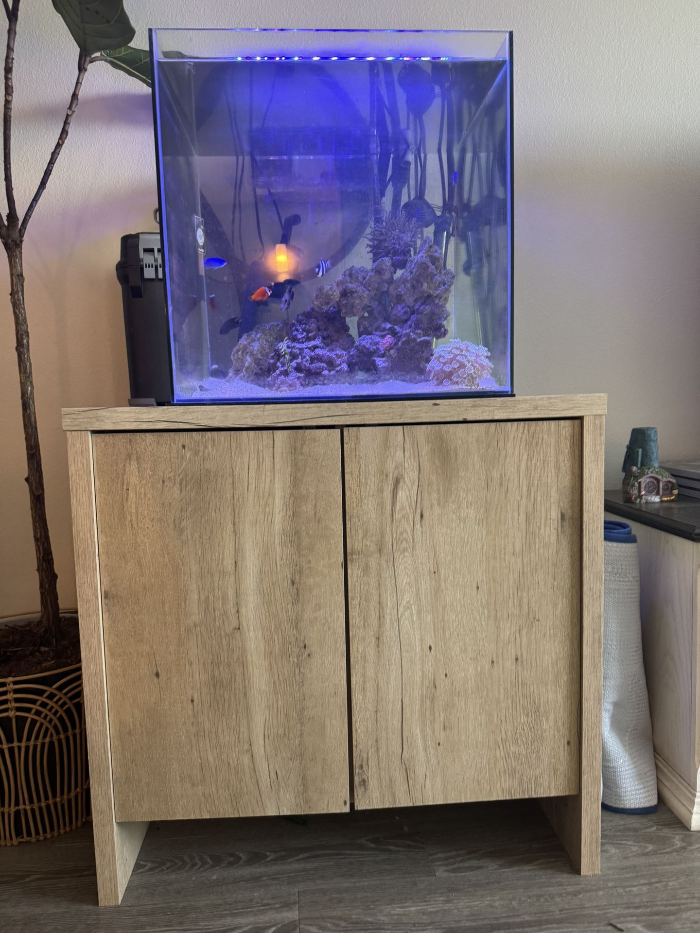 Fish Tanks And Fishes
