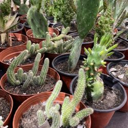 Cactus and Succulent’s 🌵