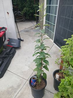 Apple tree 5ft
