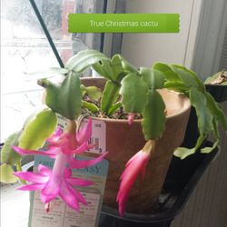 Potted True Christmas Cactus 