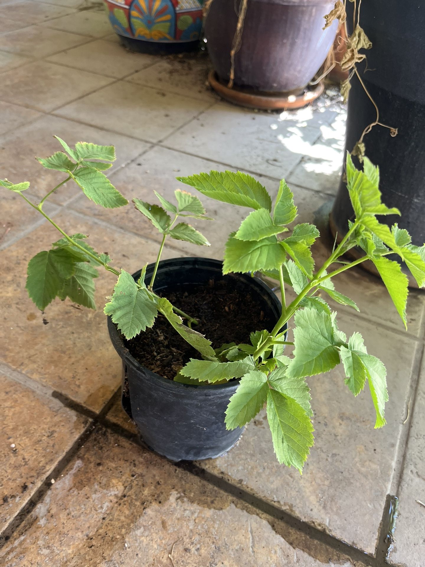 Raspberry Plant In Gallon Pot