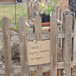 Free Tomatoes And Bell Pepper Starts 