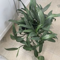 Stunning Pot Of Epipremnum Amplissimum  ‘Silver Streak Pothos’ Uncommon Houseplant 8” Hanging Pot