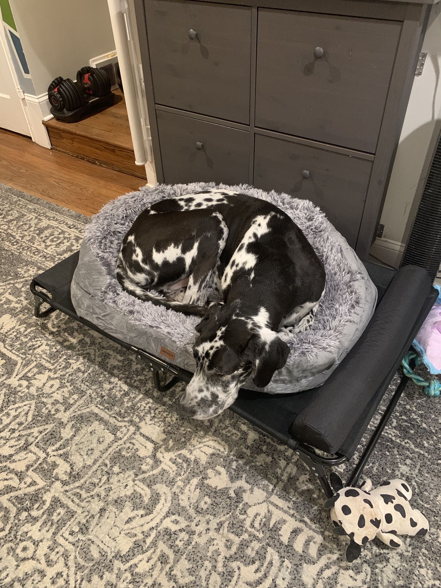 Elevated Dog Bed