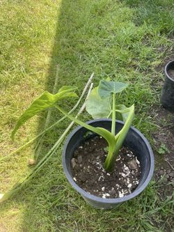 Elephant ear plant
