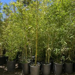 5 Gallon Size- Bamboo Plants- Approximately 4-6 Feet Tall 