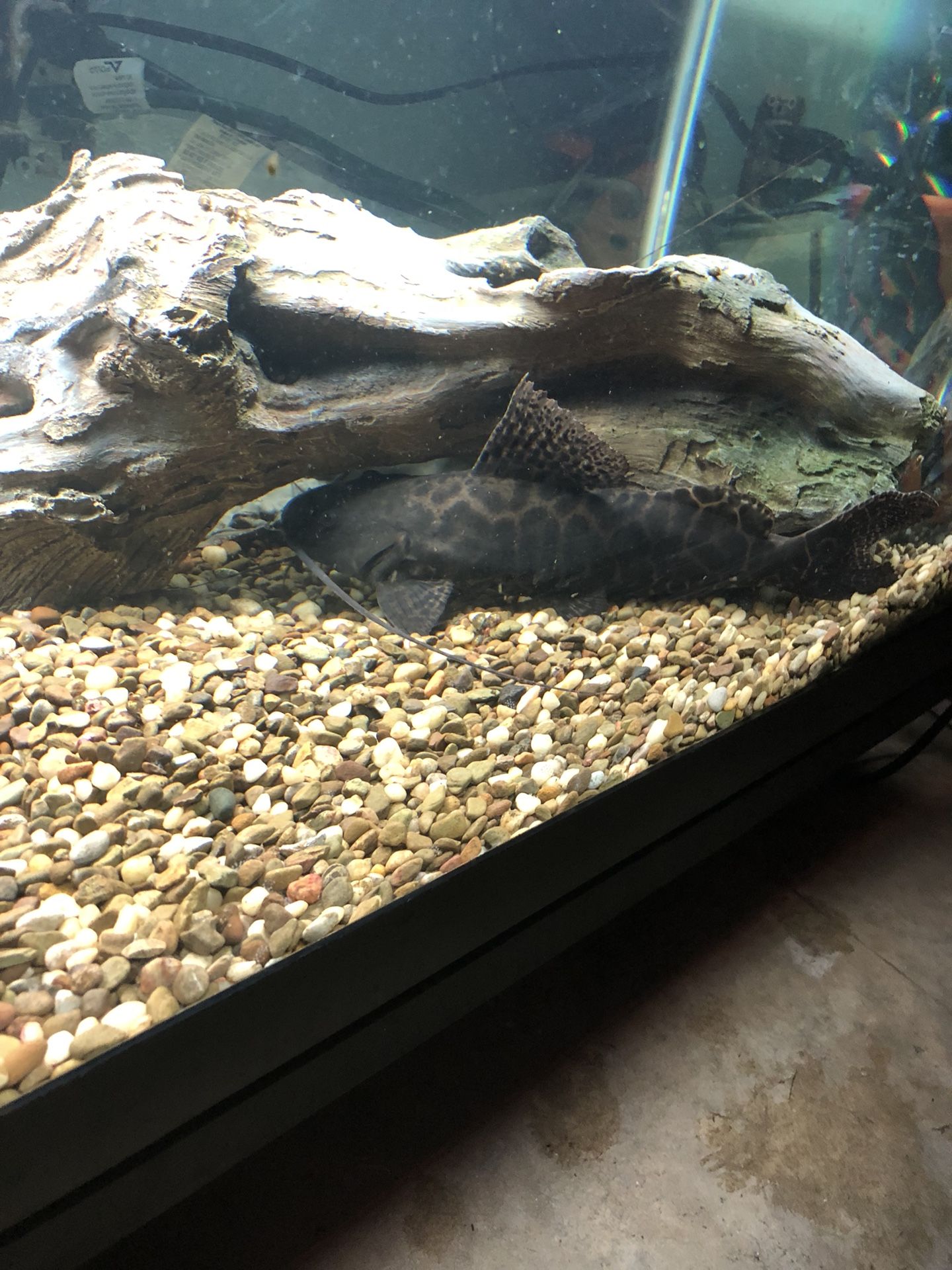 Aquarium Large marbled achara catfish