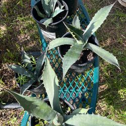  Maguey  Plants