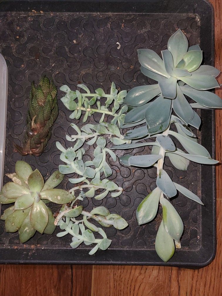 Free Succulent Cuttings