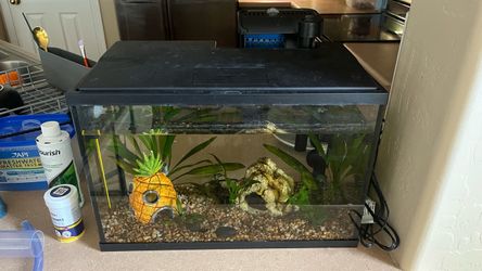 Full Betta / Fish Tank, Nerite snail and accessories set