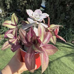 Beautiful plant ❤️