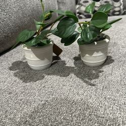 Faux Potted Plants 