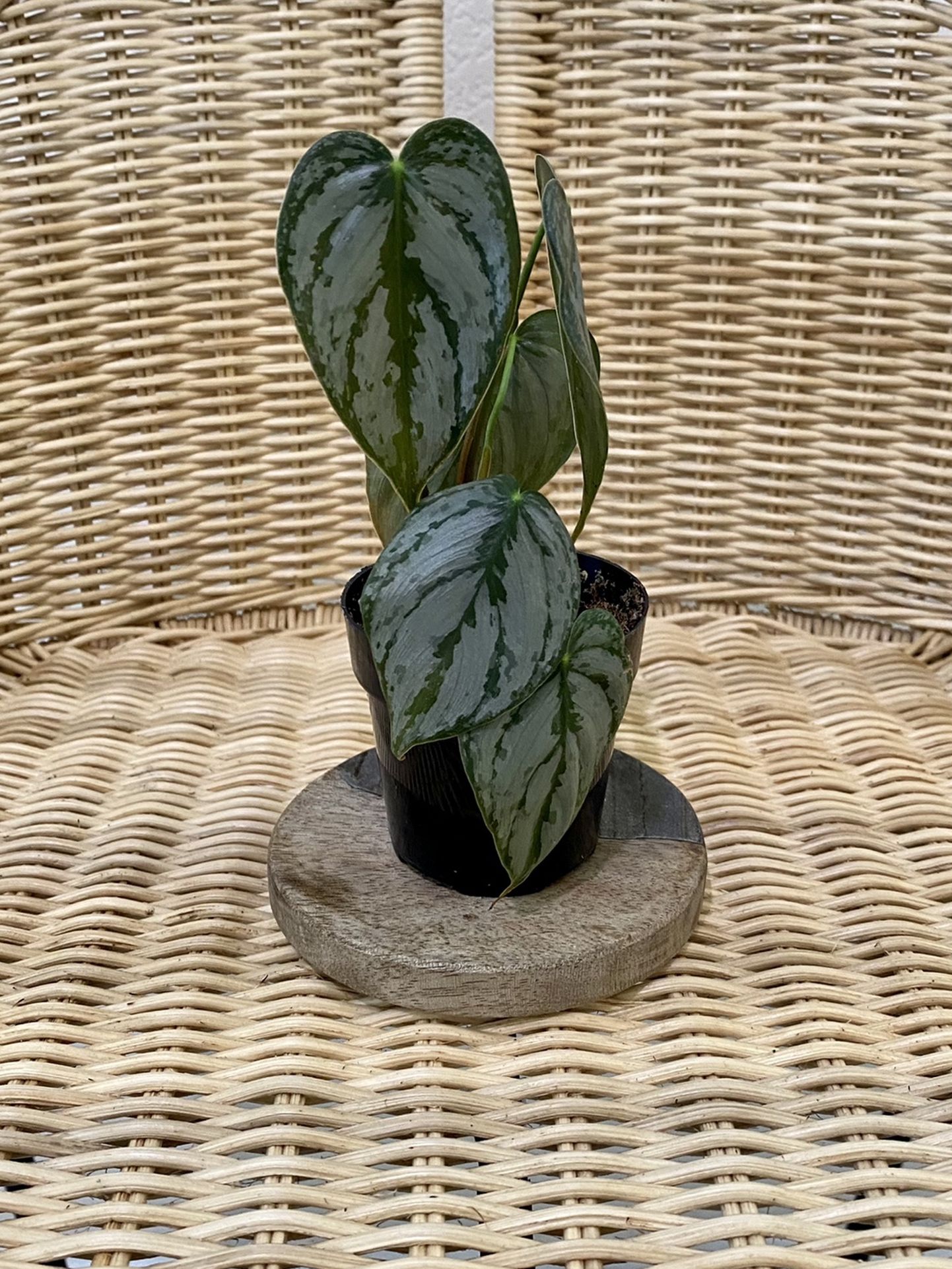 Philodendron Brandtianum (**Pending - Pickup**)