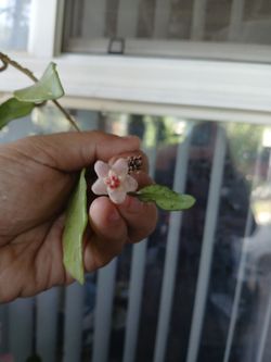 Hoya plant