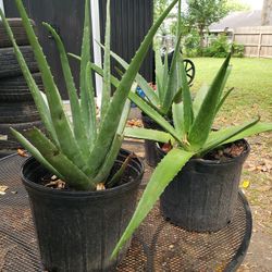 Sabilas