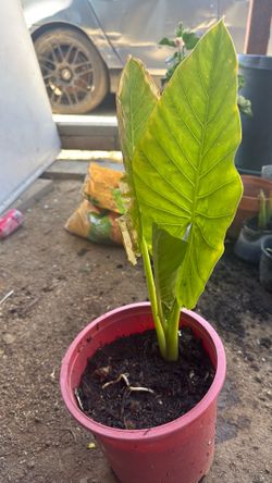 Planta elefante