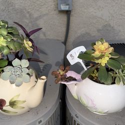 Cute Succulents