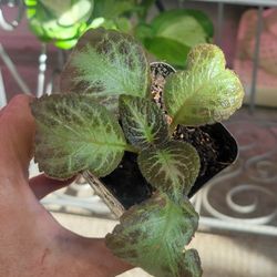 Episcia Plants In 3" Pots