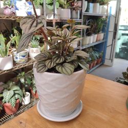 Peperomia Watermelon Indoor Plant 