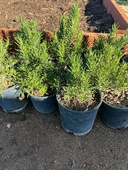 Rosemary