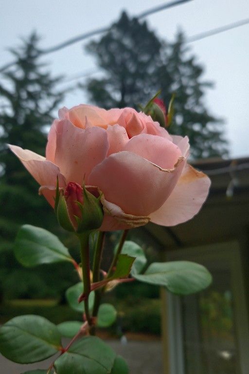 'Princess Charlene de Monaco