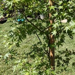 Green Japanese Maple