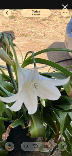 White Amaryllis  Plant in  Pot