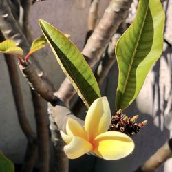 Extra Large Beautiful Unique & Rare Apricot Plumeria