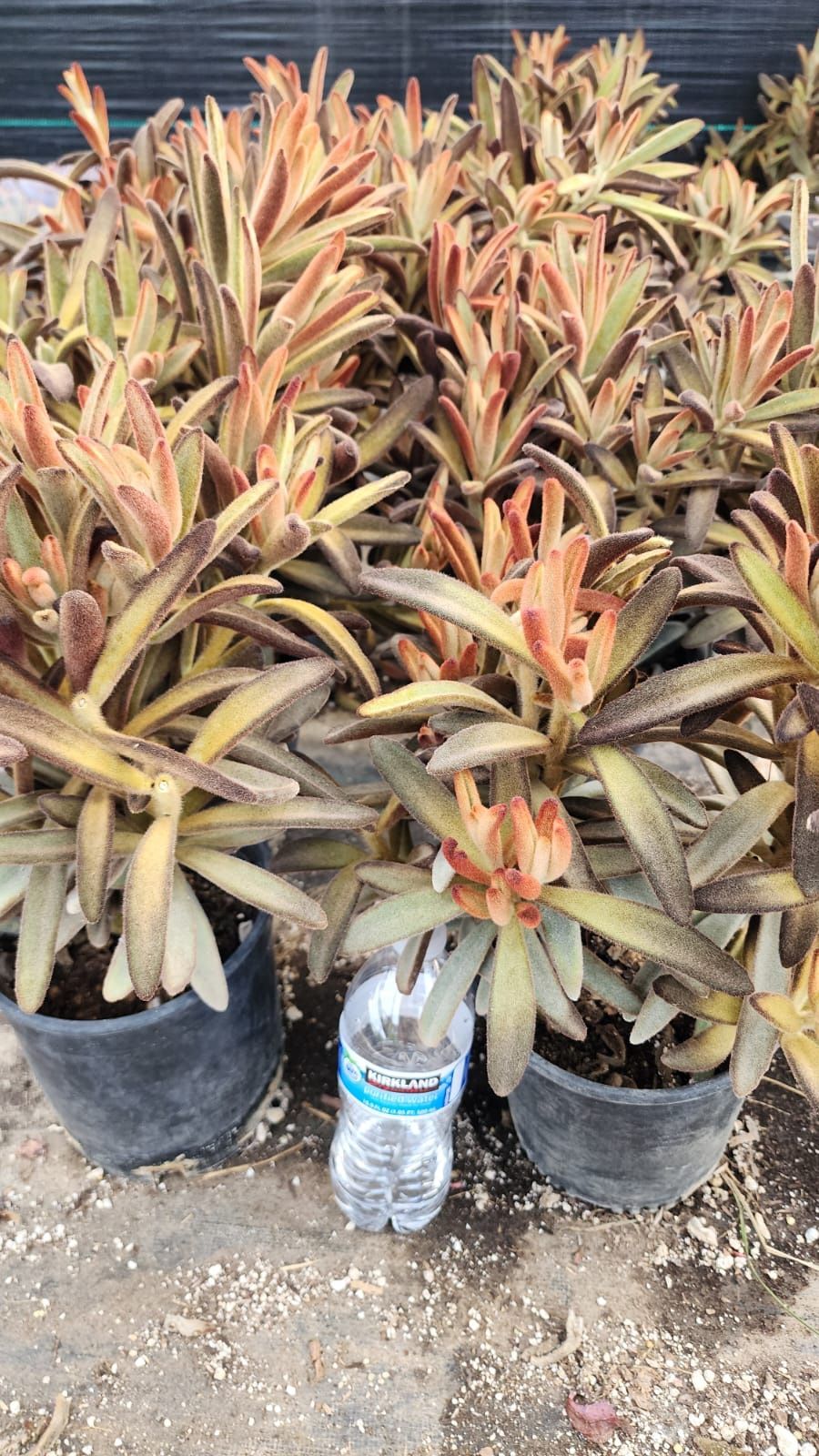 Succulents 