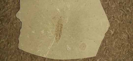 Leaf Fossil 