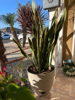 Lengua De Vibora..planta...mide3 Pies