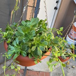 Succulent Plant