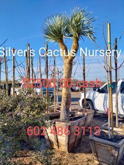 Yucca Rostrata