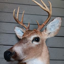 deer head