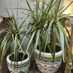 Dracaena Marginata Plants Two